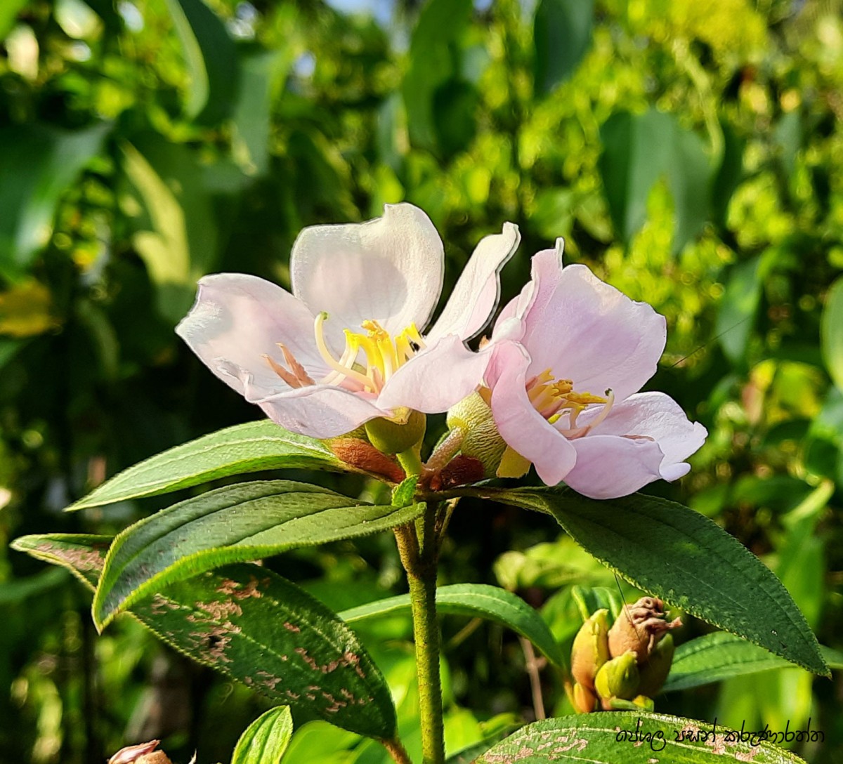 Melastoma malabathricum L.